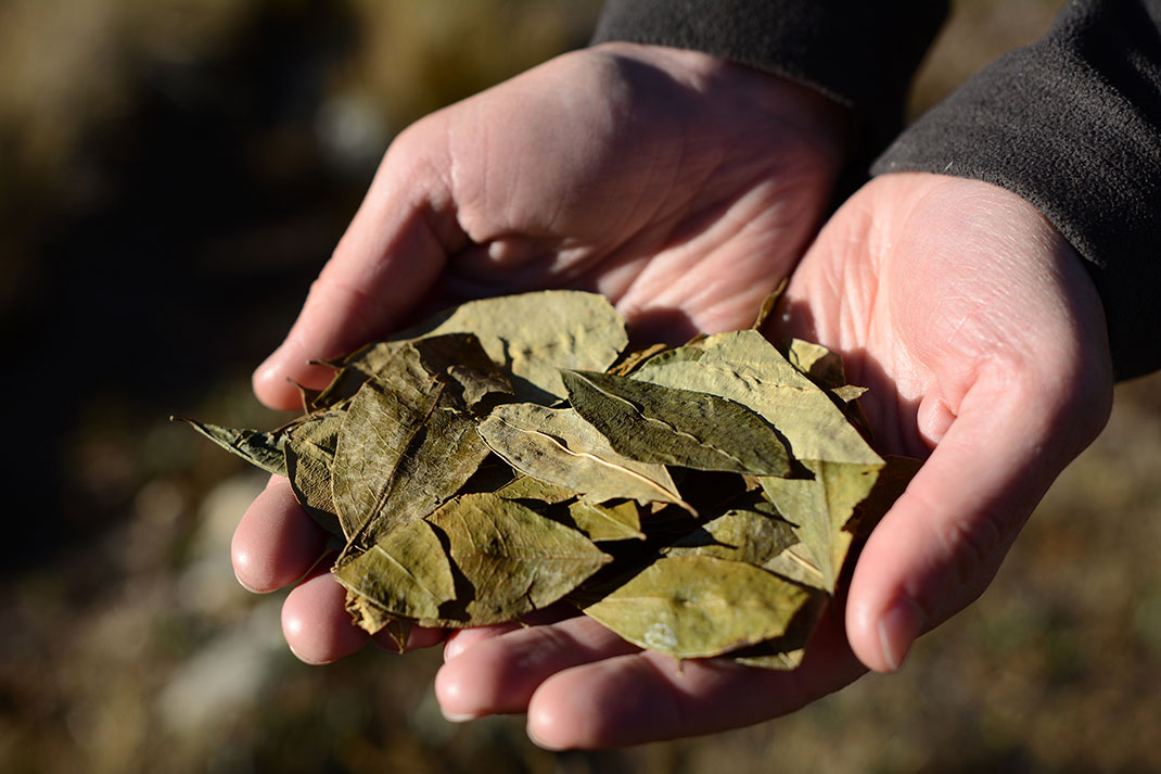 feuille-coca