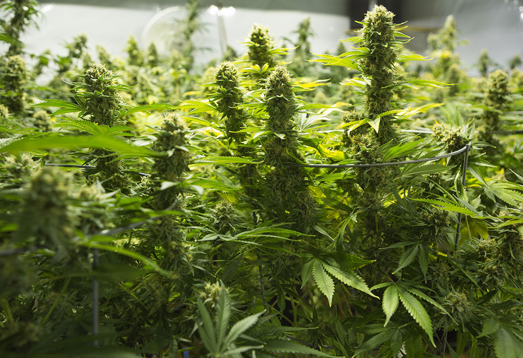 feuilles-cannabis