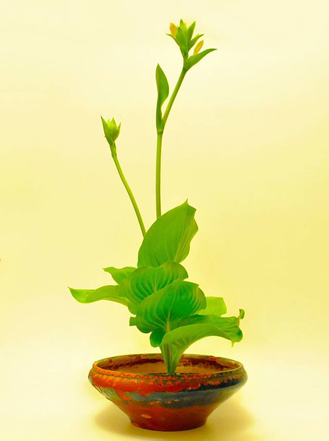 ls-ikebana-shouka