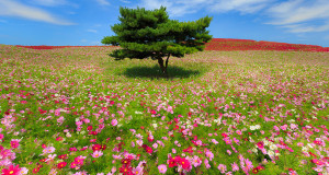 une-arbre-hitachi