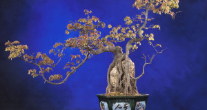 une-bonsai-chine-750x394
