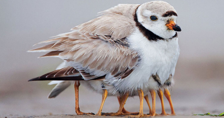 une-oiseau-bebe