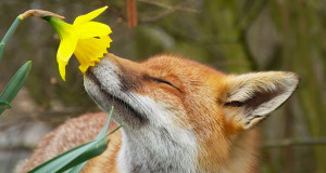 une-renard-fleur