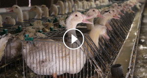 une-viande-