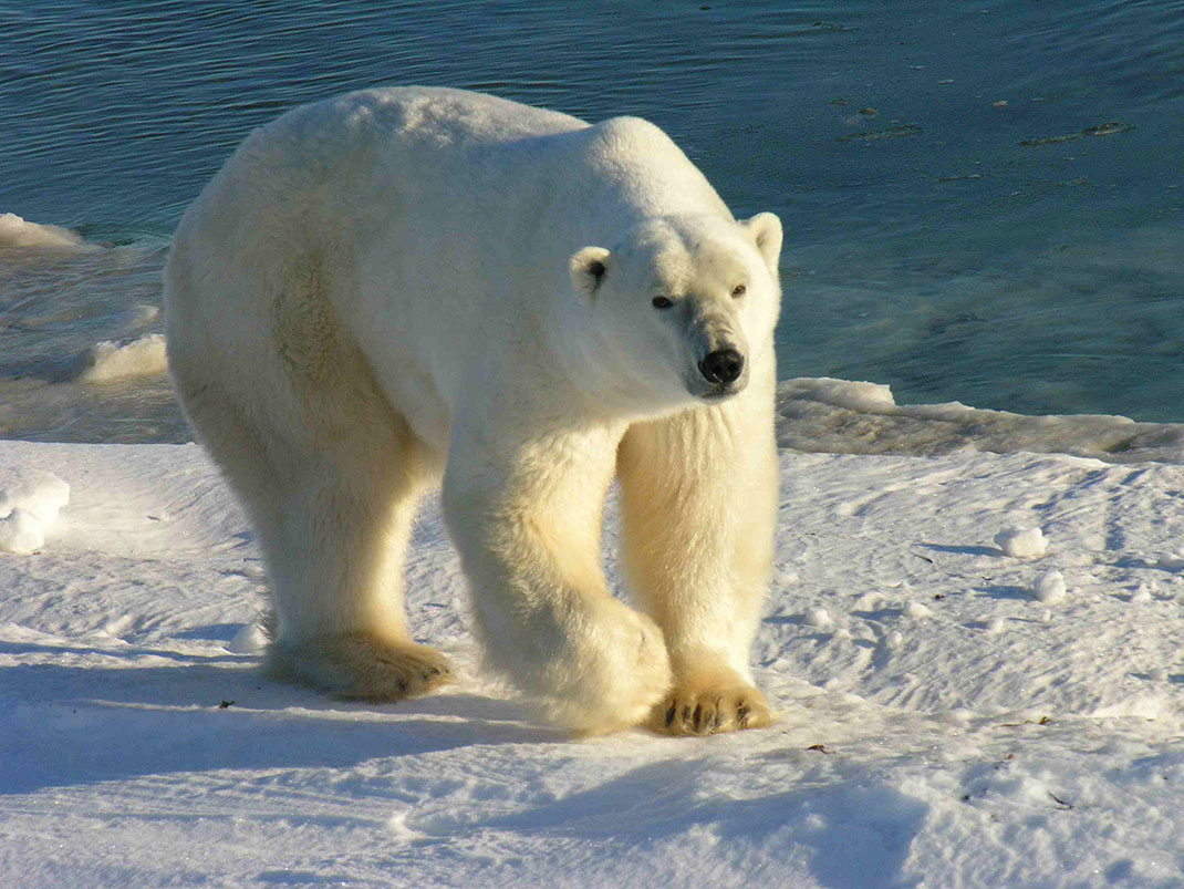 visu-ours-polaire