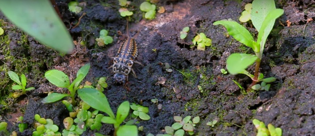 Epomis1