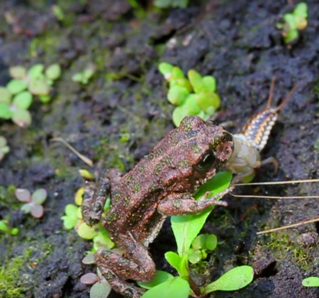 Epomis3