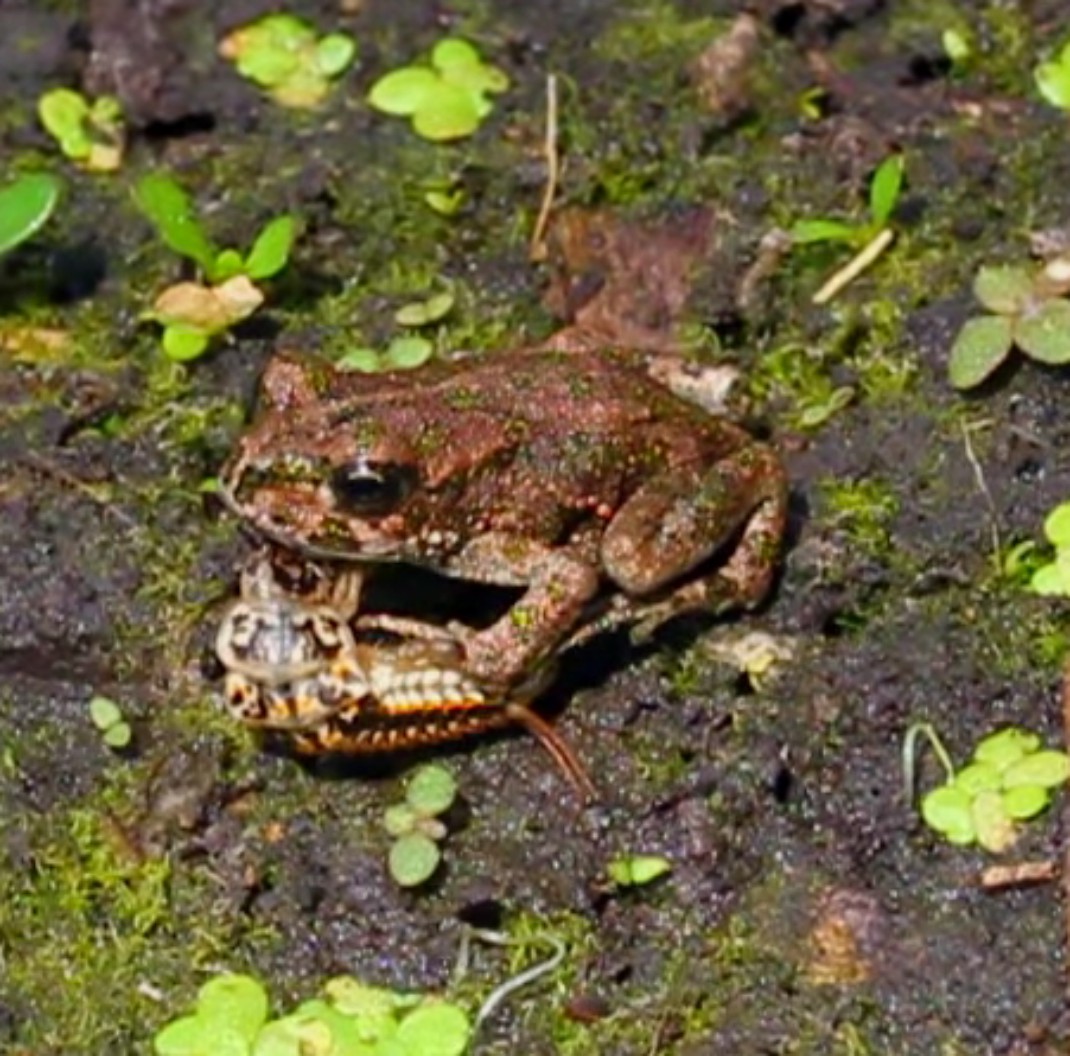 Epomis4