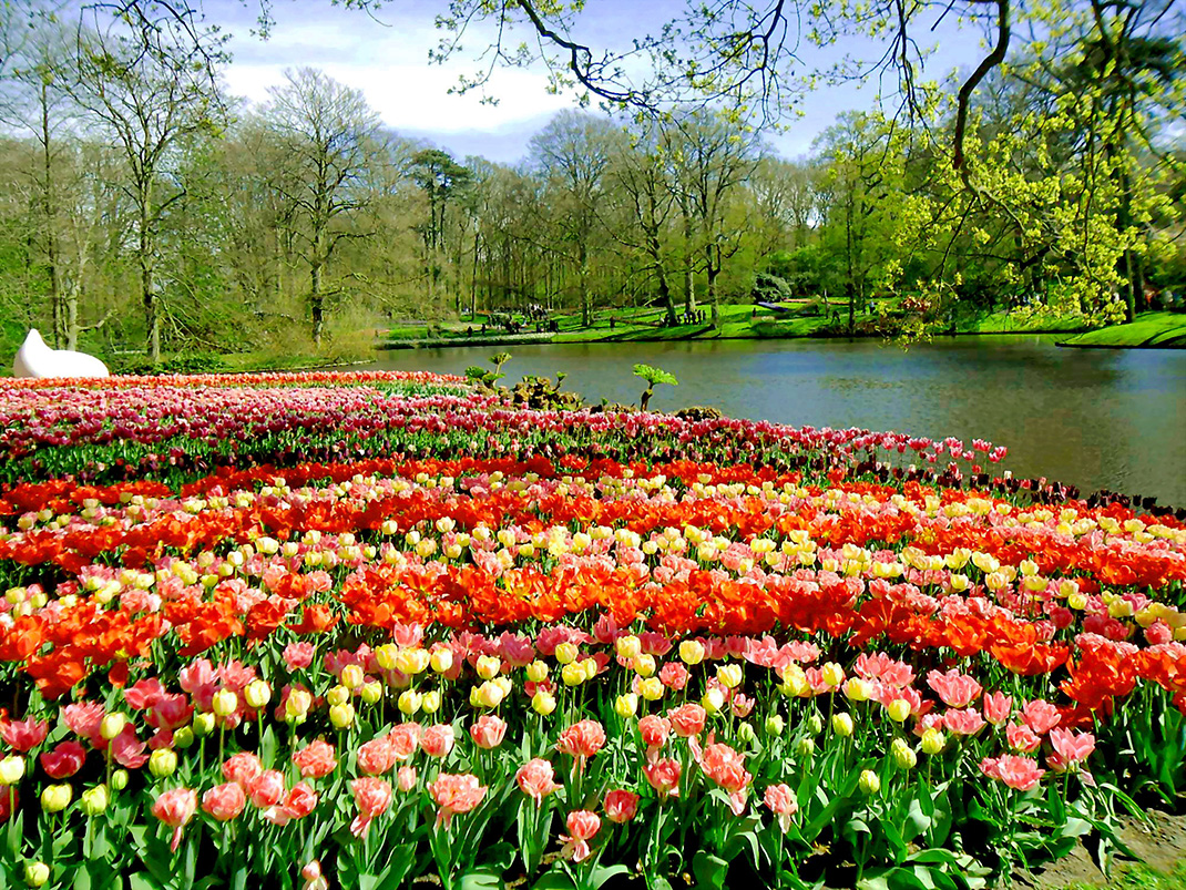Tulipes-Hollande-15