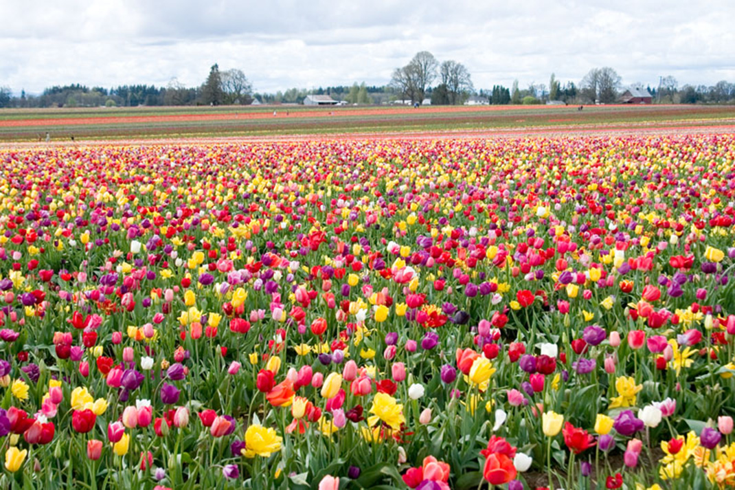 Tulipes-hollande-14