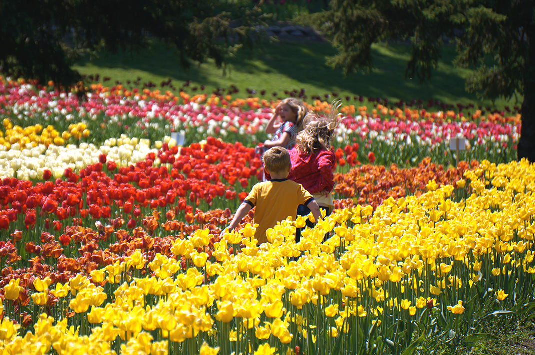 Tulipes-hollande-9