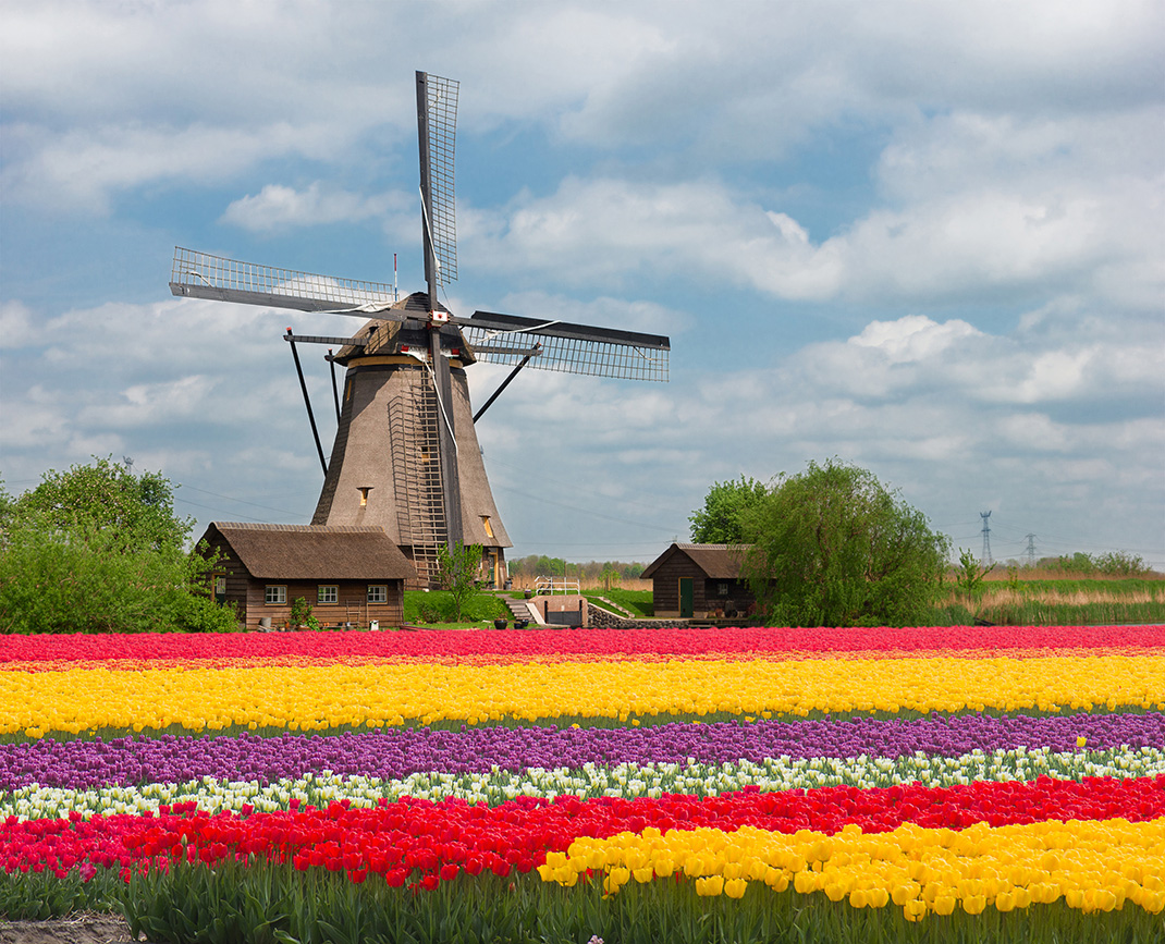 Tulipes-hollande-shutterstock-17