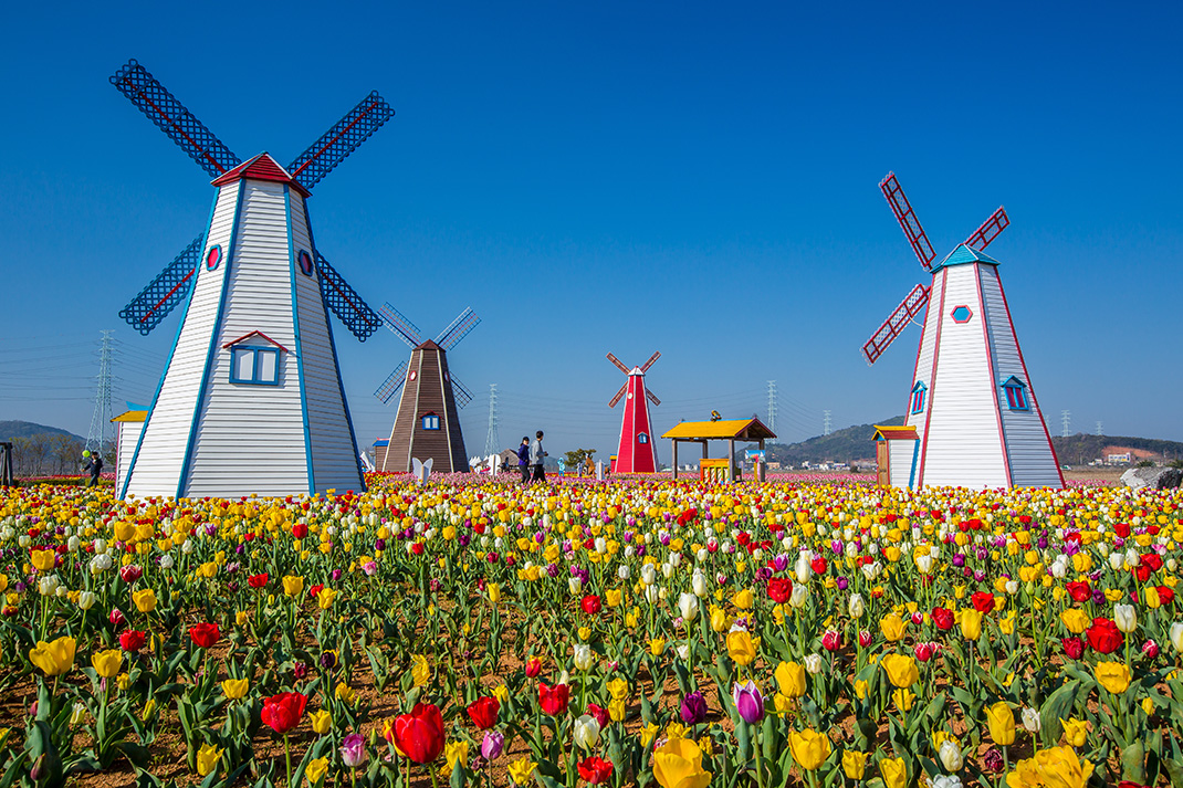 Tulipes-hollande-shutterstock-2