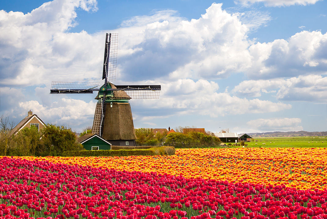Tulipes-hollande-shutterstock-3