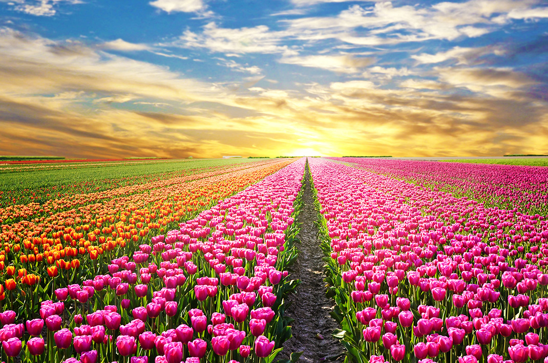Tulipes-hollande-shutterstock-4