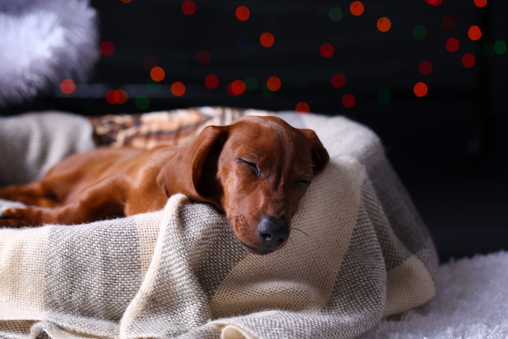 chien-dort-1
