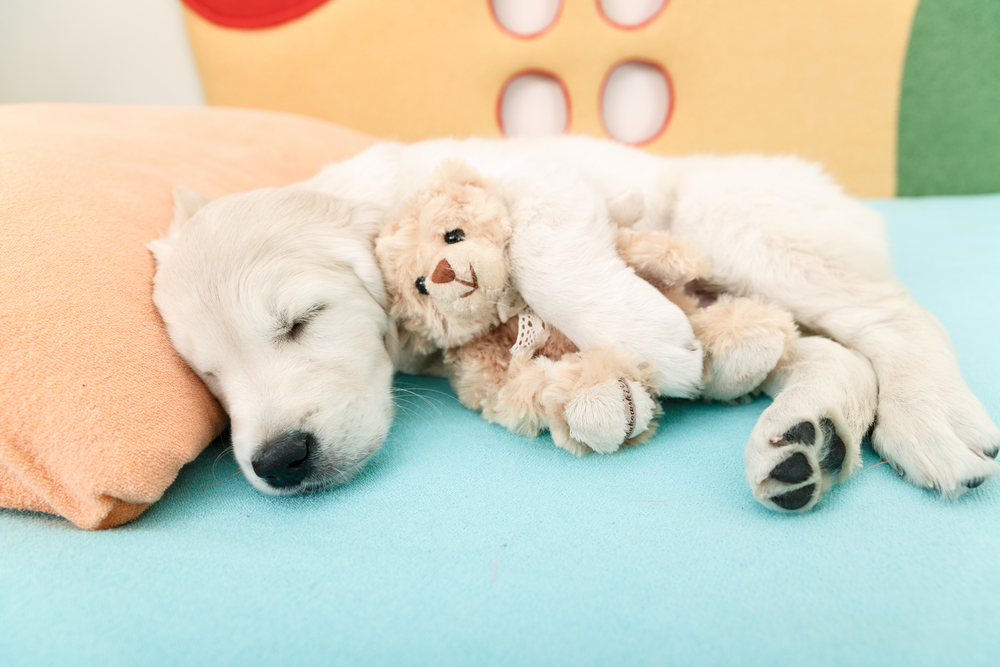 chien-doudou-sommeil