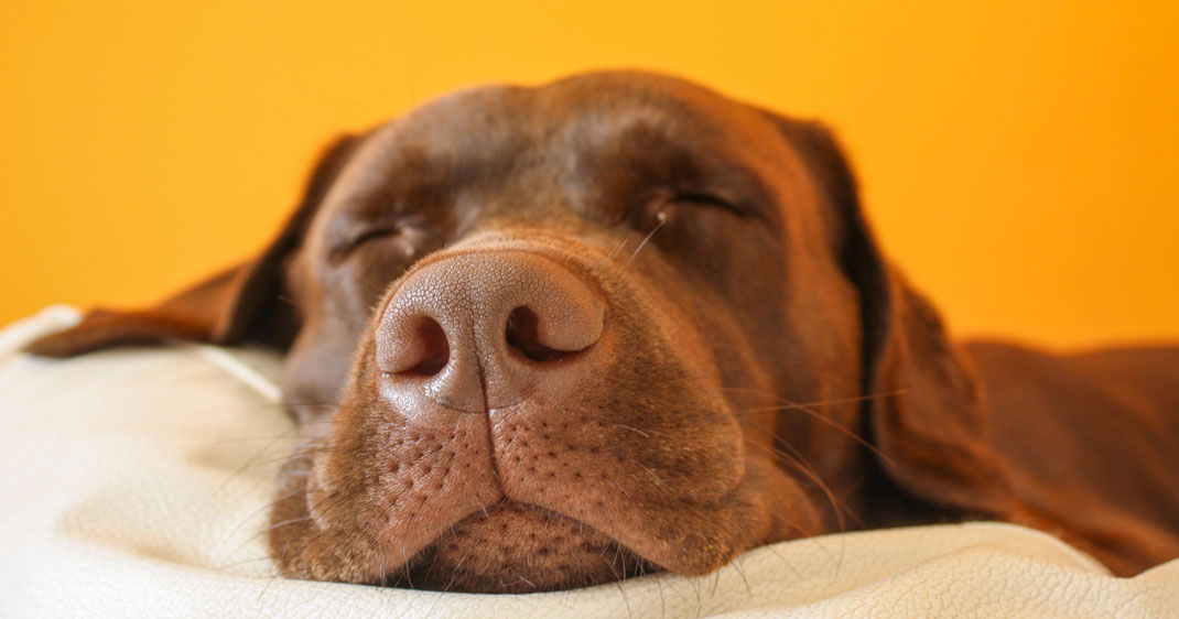 chien-reve-dormir-une