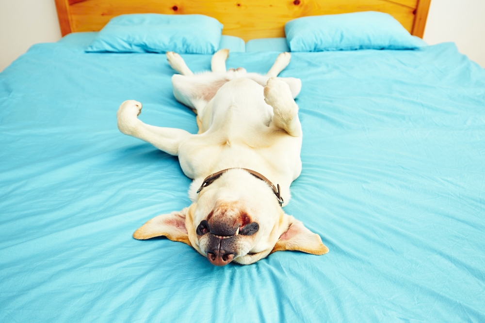 chien-reve-sommeil