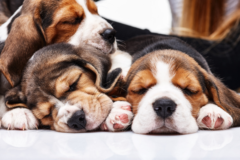 chiens-trois-sommeil
