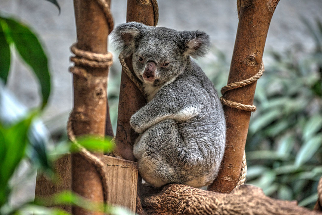koala-1