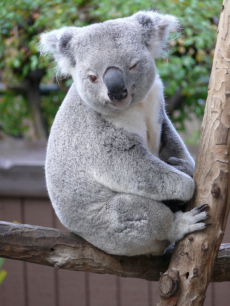 koala-2