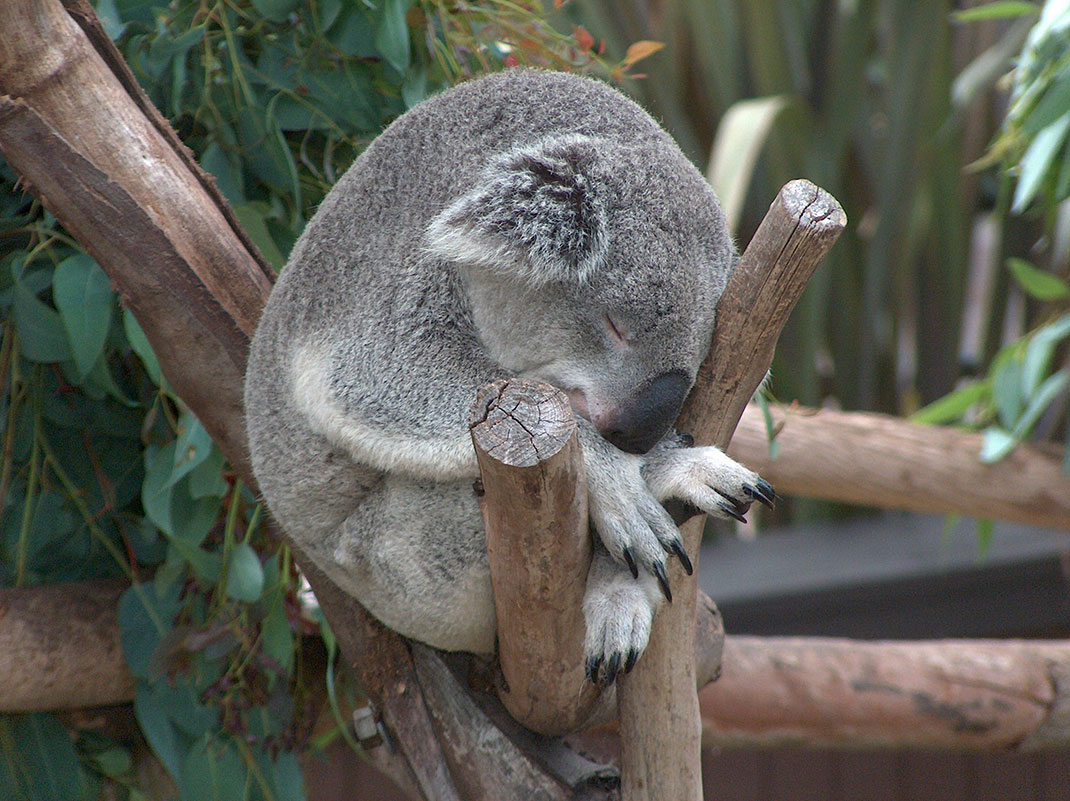 koala-3