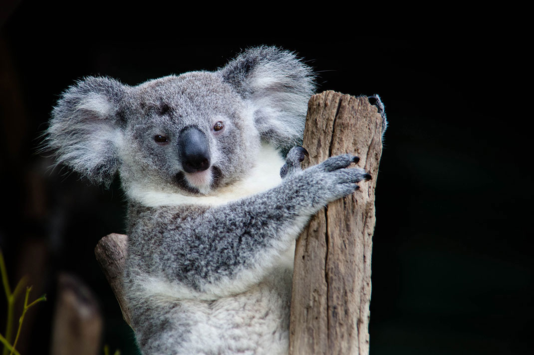 koala-4