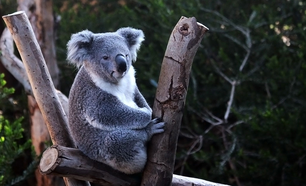 koala-5