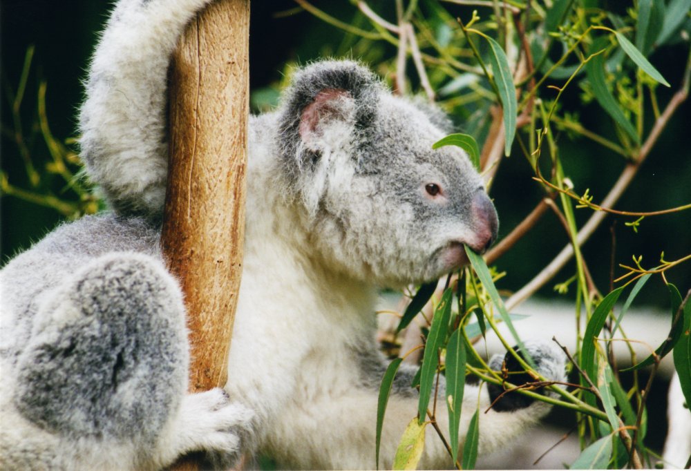 koala-6