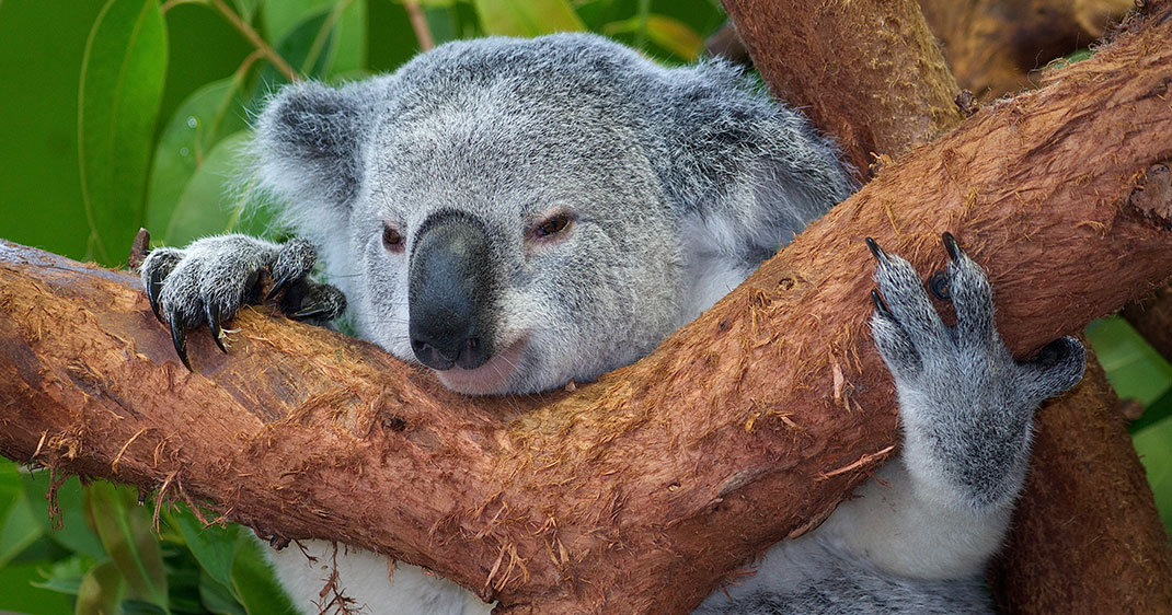 koalas-une-1