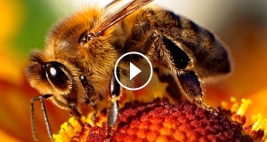 une-abeille-fleur
