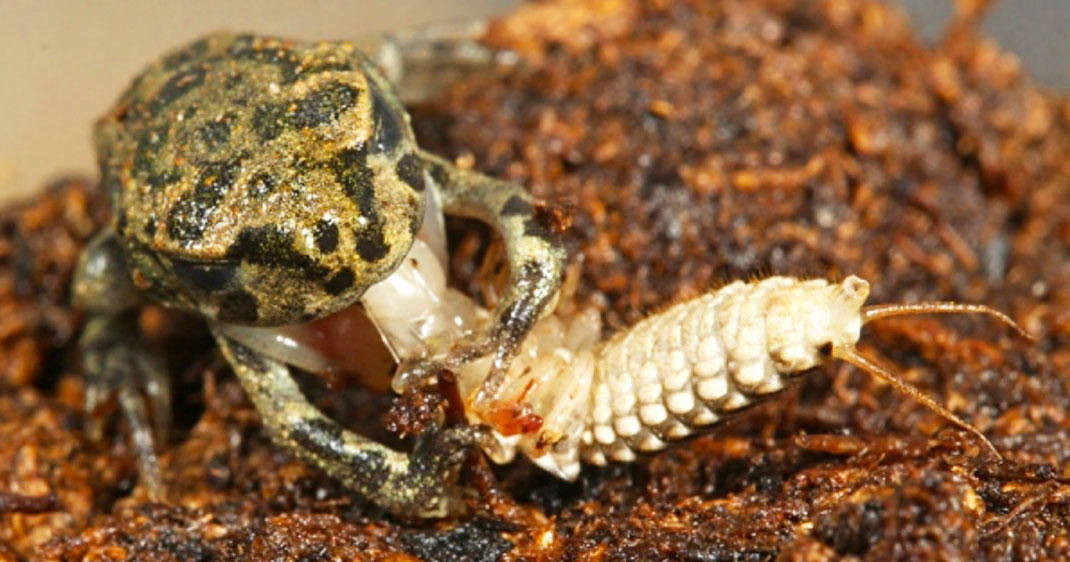 une-larve-insecte