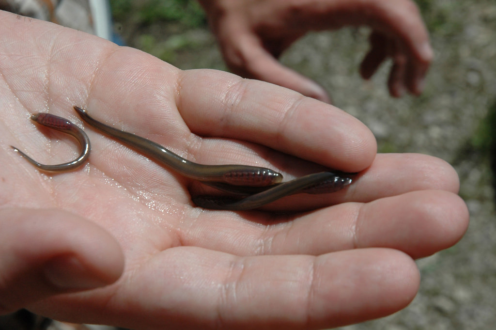 petites lamproies
