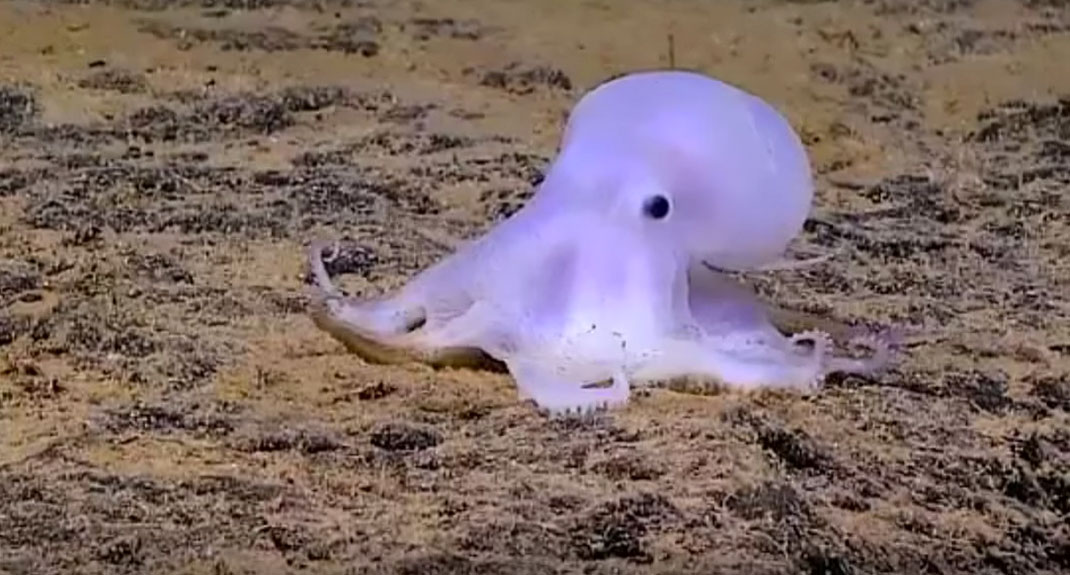 Casper-2