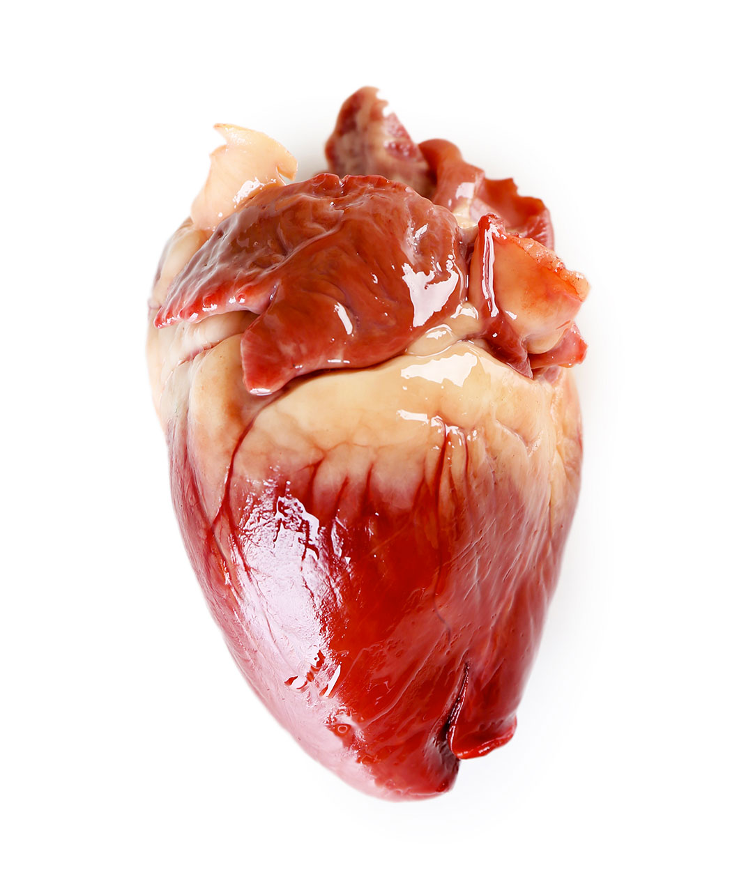 Coeur-humain-shutterstock