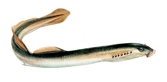 Lamproie