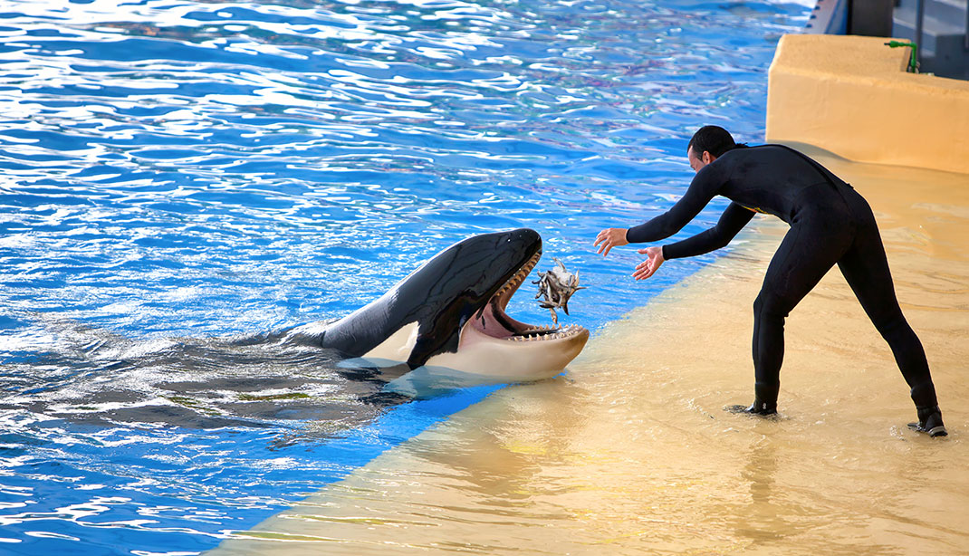 Orque-captive-shutterstock