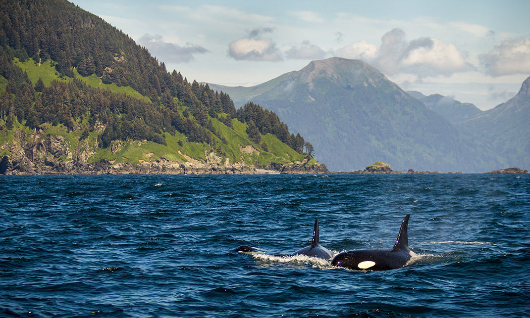 Orque-sanctuaire-shutterstock