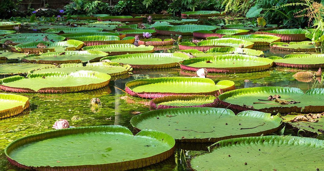 Pantanal-12