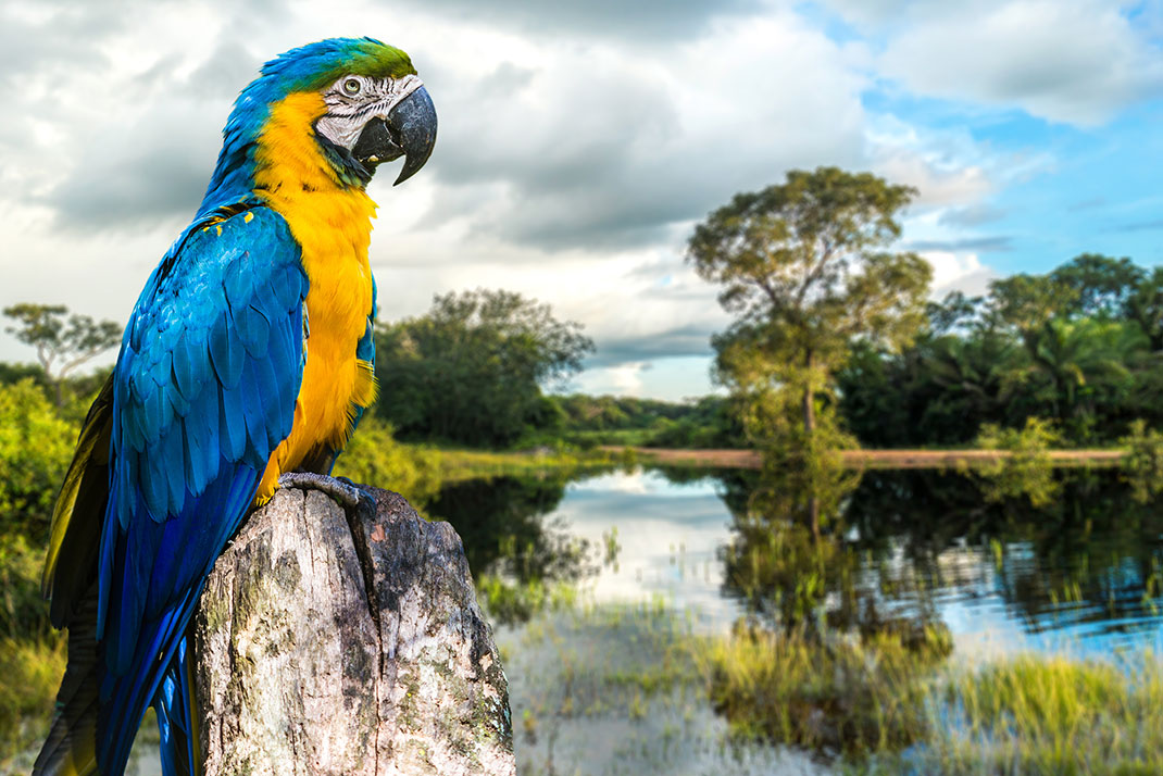 Pantanal-13