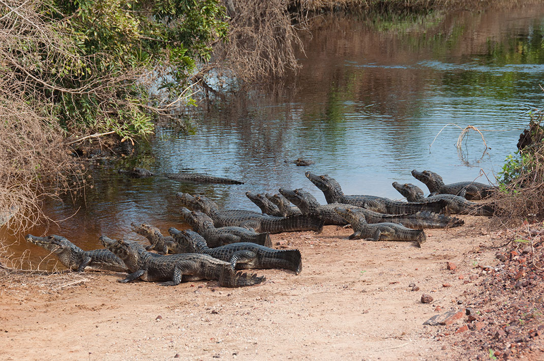 Pantanal-14