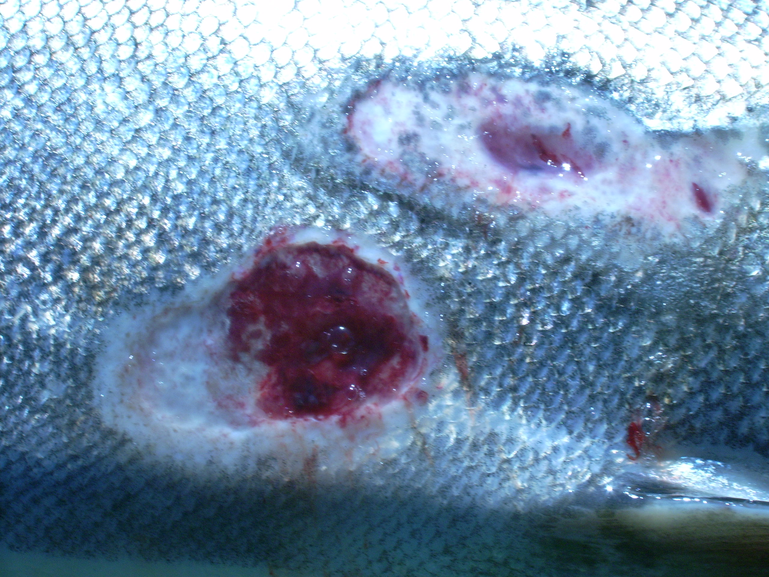 morsure de lamproie