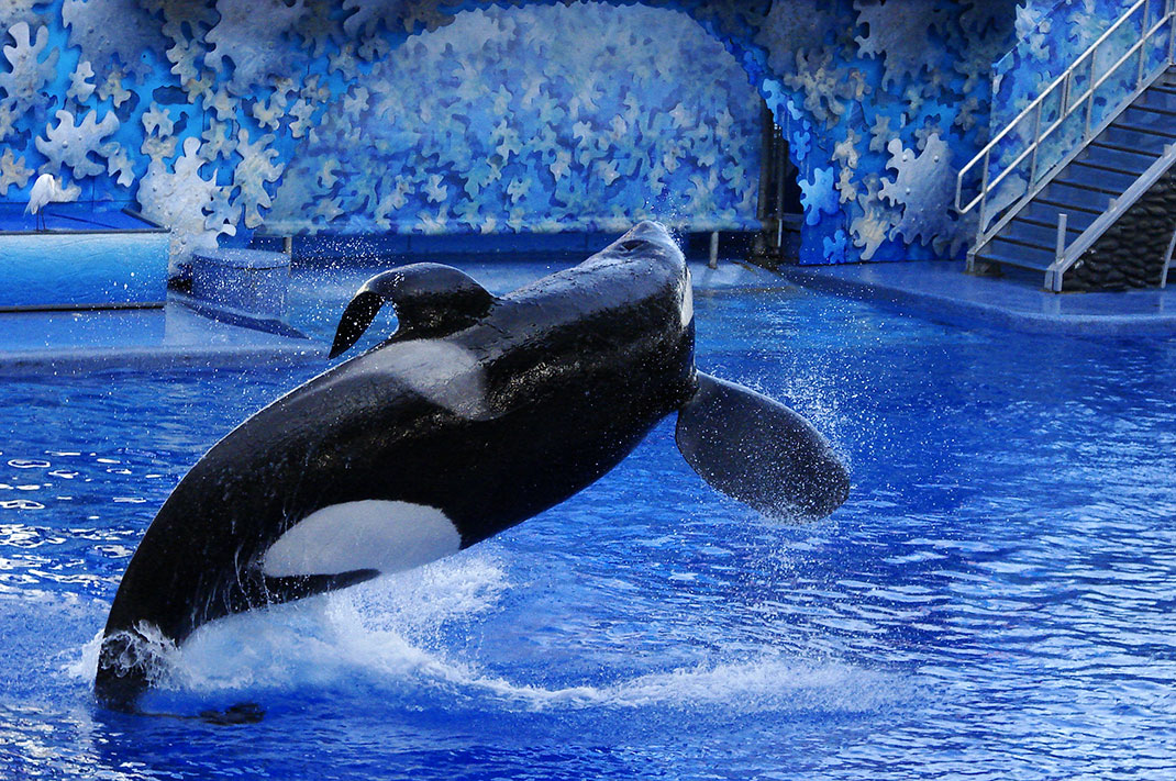 Tilikum-1
