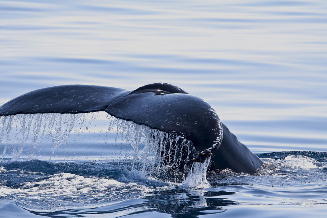 baleine