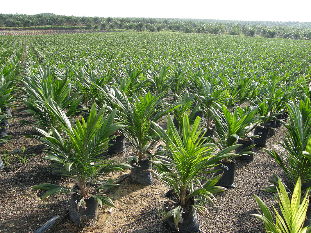 huile-palme-culture