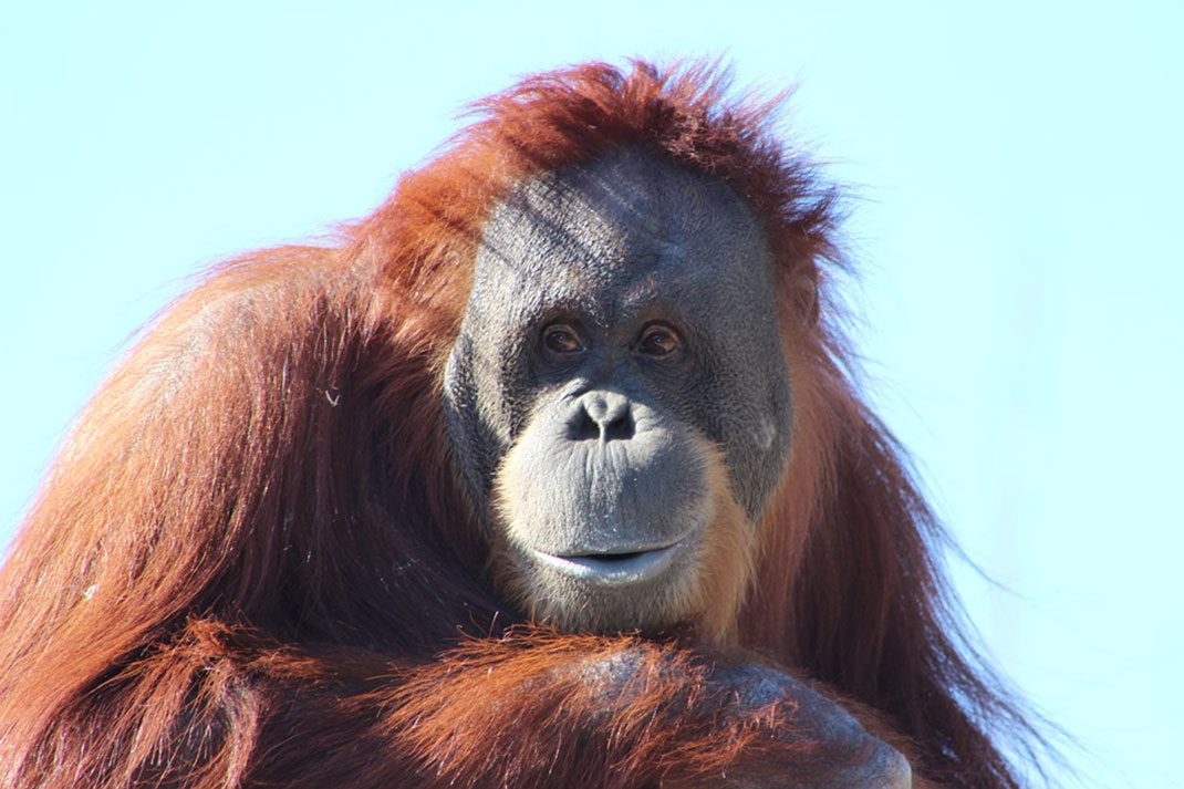 orang-outan