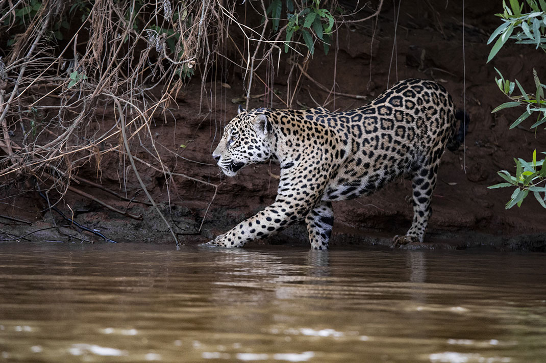 pantanal-15