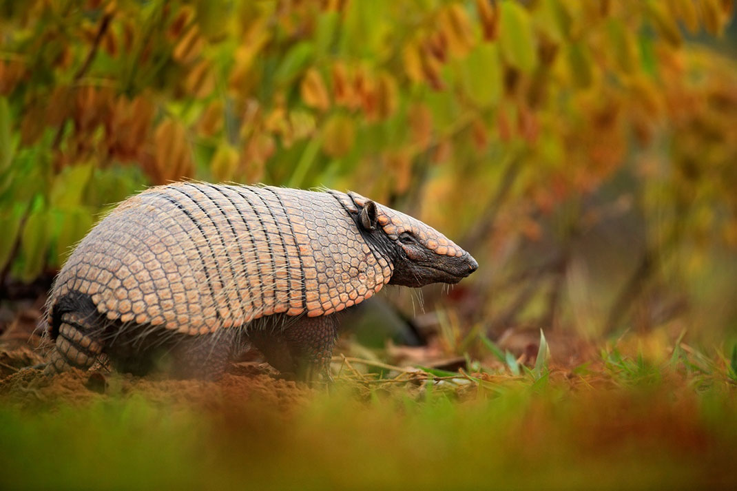pantanal-16