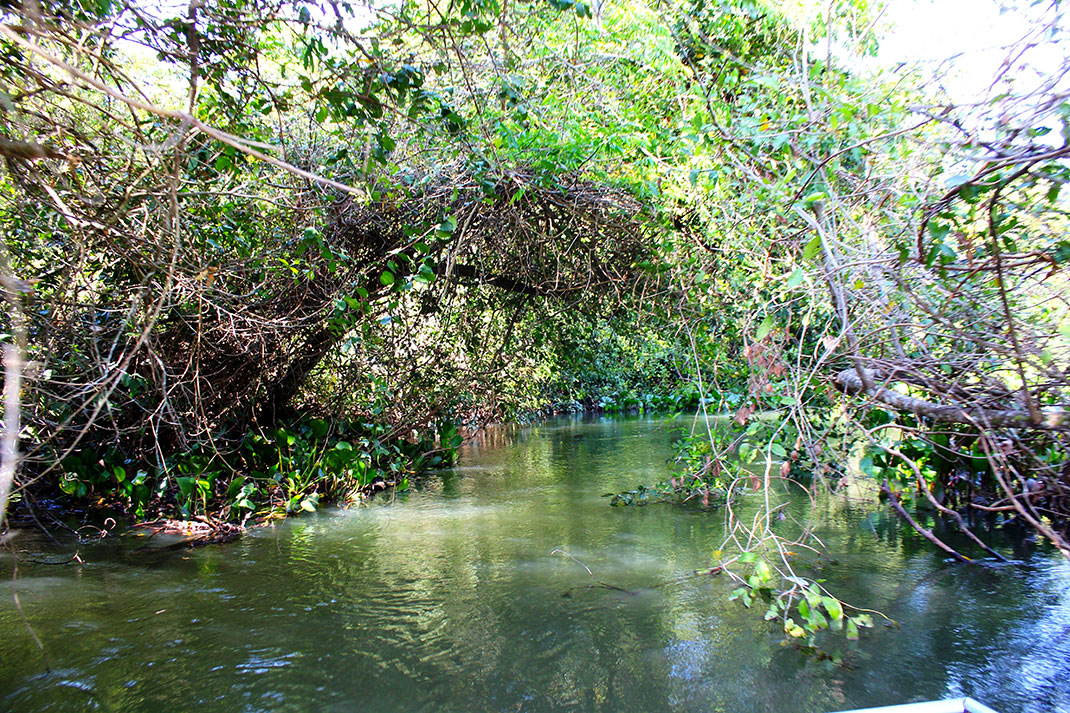 pantanal-7